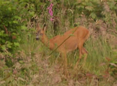 deer