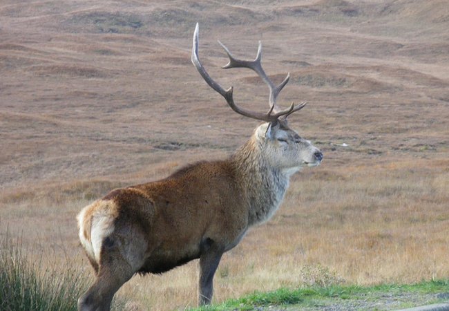 Highland landscape